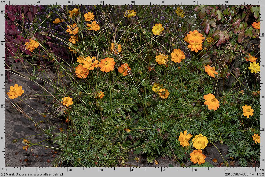 Cosmos sulphureus (kosmos siarkowy)