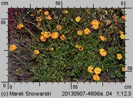 Cosmos sulphureus (kosmos siarkowy)