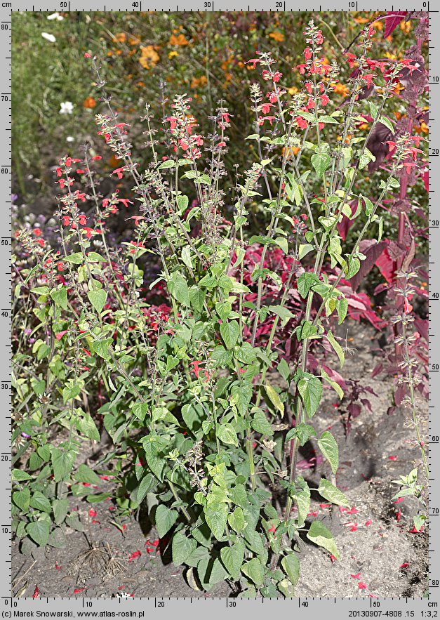 Salvia coccinea (szałwia szkarłatna)