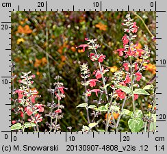 Salvia coccinea (szałwia szkarłatna)