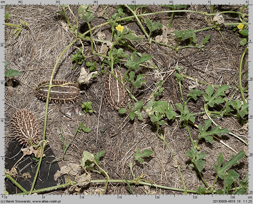 Cucumis africanus (ogórek ozdobny)