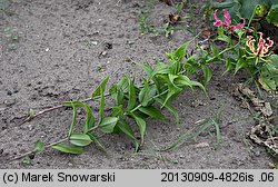 Gloriosa rothschildiana (glorioza Rotszylda)