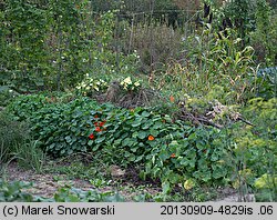 Tropaeolum majus (nasturcja większa)