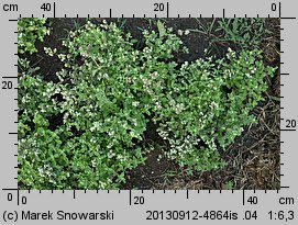 Origanum majorana (lebiodka majeranek)