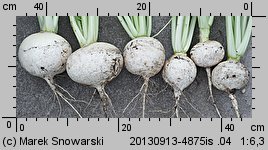 Brassica rapa ssp. rapa (kapusta właściwa typowa)