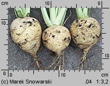 Brassica rapa ssp. rapa (kapusta właściwa typowa)