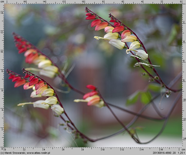 Mina lobata (mina klapowana)