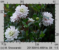 Dahlia hort. Silver Years