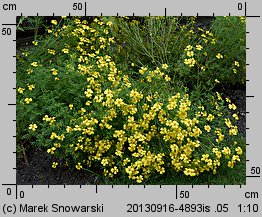 Tagetes tenuifolia (aksamitka wąskolistna)