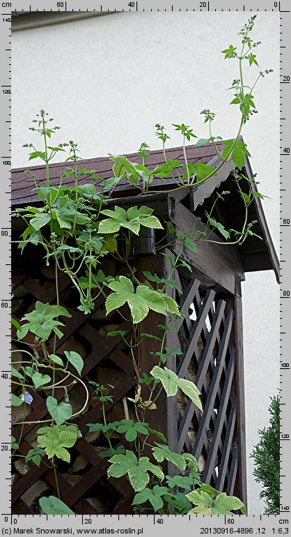 Humulus scandens (chmiel japoński)