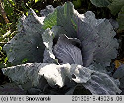 Brassica oleracea var. capitata f. rubra (kapusta warzywna głowiasta czerwona)