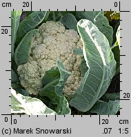 Brassica oleracea var. botrytis (kapusta warzywna kalafior)