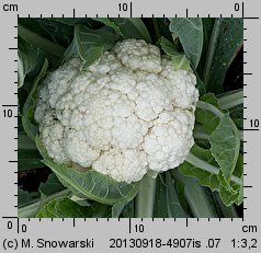 Brassica oleracea var. botrytis (kapusta warzywna kalafior)