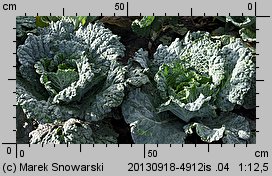 Brassica oleracea var. sabauda (kapusta włoska)