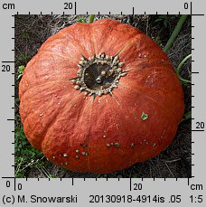 Cucurbita maxima Rouge d'Etempes