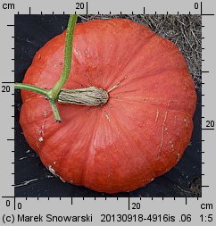 Cucurbita maxima Rouge d'Etempes