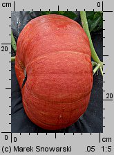 Cucurbita maxima Rouge d'Etempes