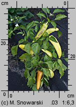 Capsicum annuum (papryka roczna)