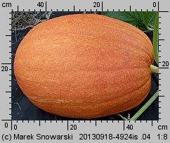 Cucurbita maxima (dynia olbrzymia)