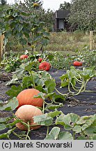 Cucurbita maxima Rouge d'Etempes