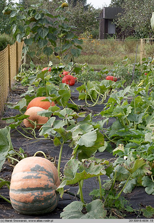 Cucurbita maxima Melonowa Żółta