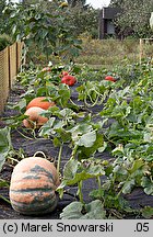 Cucurbita maxima Melonowa Żółta