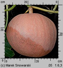 Cucurbita maxima Bambino