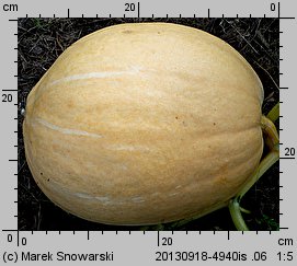 Cucurbita maxima Bambino