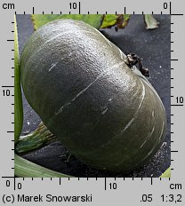 Cucurbita maxima Ambar