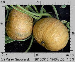 Cucurbita pepo (dynia zwyczajna)