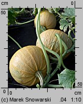 Cucurbita pepo (dynia zwyczajna)