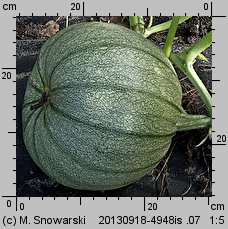 Cucurbita pepo (dynia zwyczajna)