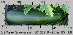 Cucurbita pepo (dynia zwyczajna)