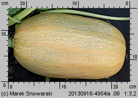 Cucurbita pepo (dynia zwyczajna)