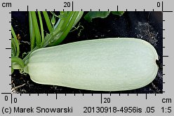 Cucurbita pepo var. giromontiina (cukinia i kabaczek)