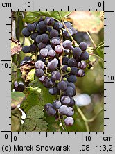 Vitis vinifera ssp. vinifera (winorośl właściwa typowa)