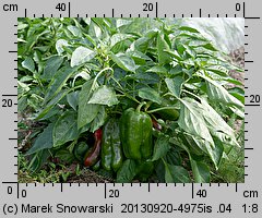 Capsicum annuum (papryka roczna)