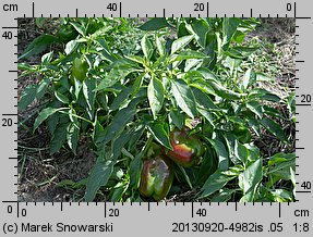 Capsicum annuum (papryka roczna)