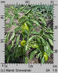 Capsicum annuum (papryka roczna)