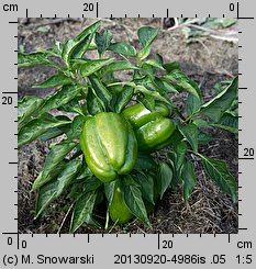 Capsicum annuum (papryka roczna)