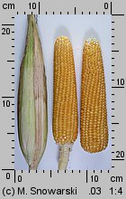 Zea mays ssp. saccharata (kukurydza zwyczajna cukrowa)