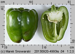 Capsicum annuum (papryka roczna)