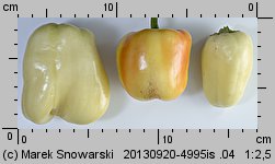 Capsicum annuum (papryka roczna)