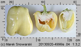 Capsicum annuum (papryka roczna)