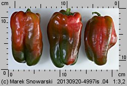 Capsicum annuum (papryka roczna)