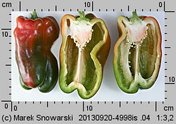 Capsicum annuum (papryka roczna)