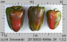 Capsicum annuum (papryka roczna)