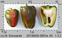 Capsicum annuum (papryka roczna)