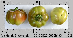 Capsicum annuum (papryka roczna)