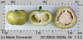 Capsicum annuum (papryka roczna)